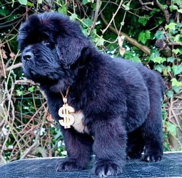 Portée de chiots testés ADN de l'Élevage des caprices dorée