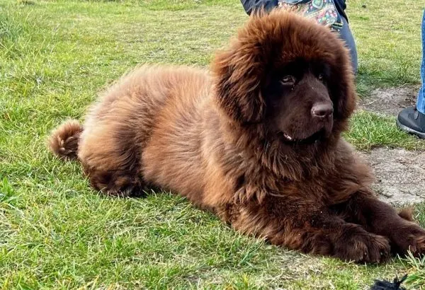 Chiot Terre-neuve LOF prêt pour la réservation