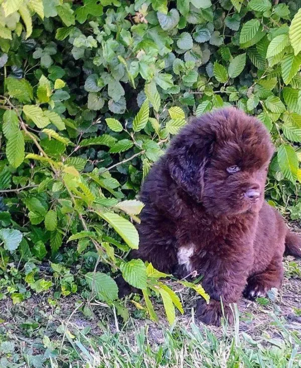 Chiots de l'élevage dans le jardin familial